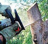 How Our Tree Care Process Works  in  Burnt Store Marina, FL