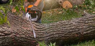 Burnt Store Marina, FL Tree Removal Company